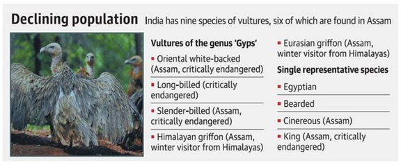 Vulture Conservation