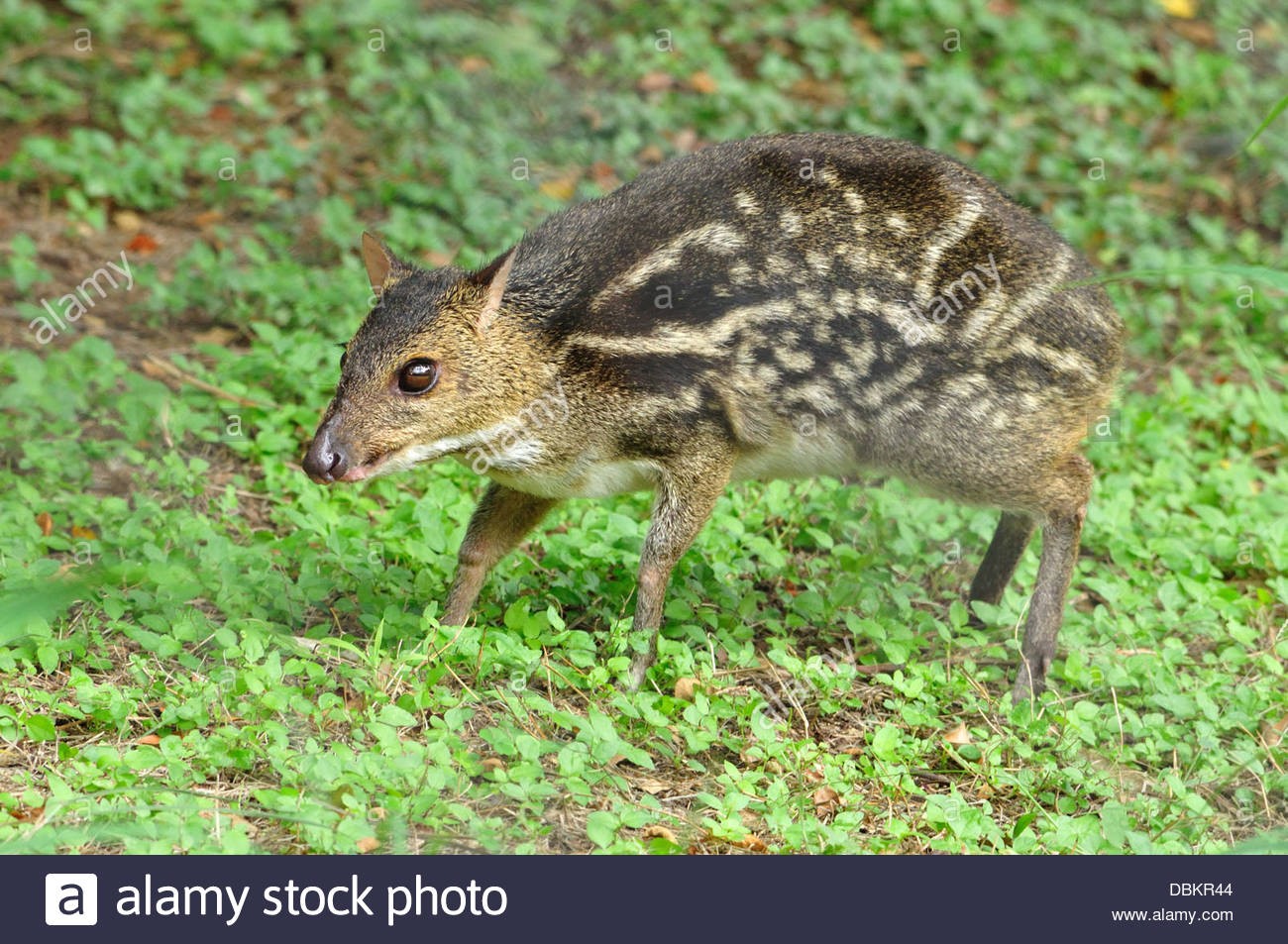 Mouse Deer Or Indian Spotted Chevrotain