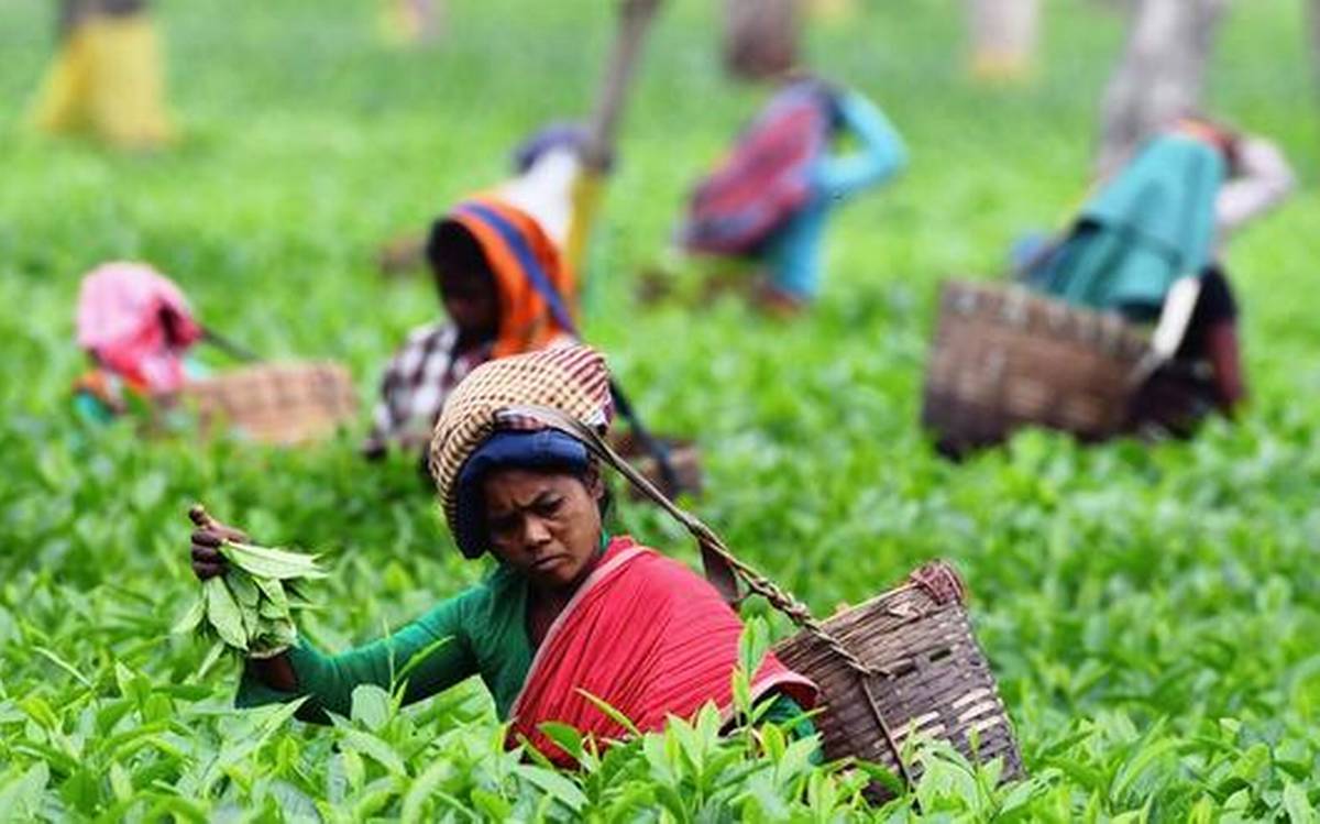 tea-industry-in-india