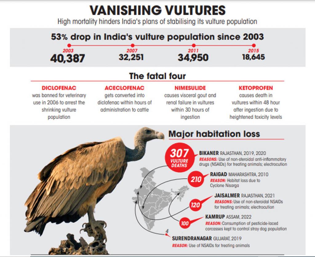 vultures-in-india