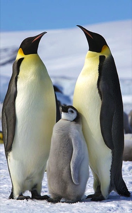 EMPEROR PENGUINS