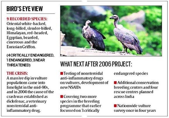 Vultures In India