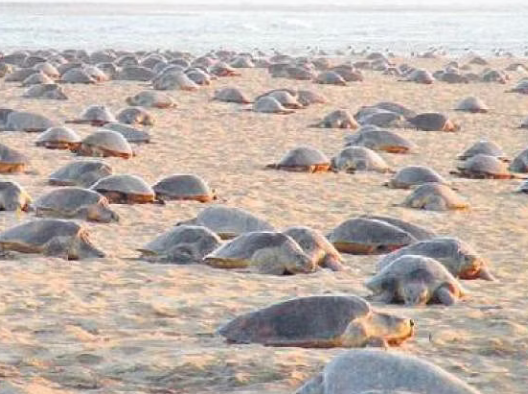 Gahirmatha Marine Sanctuary