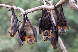 Bats