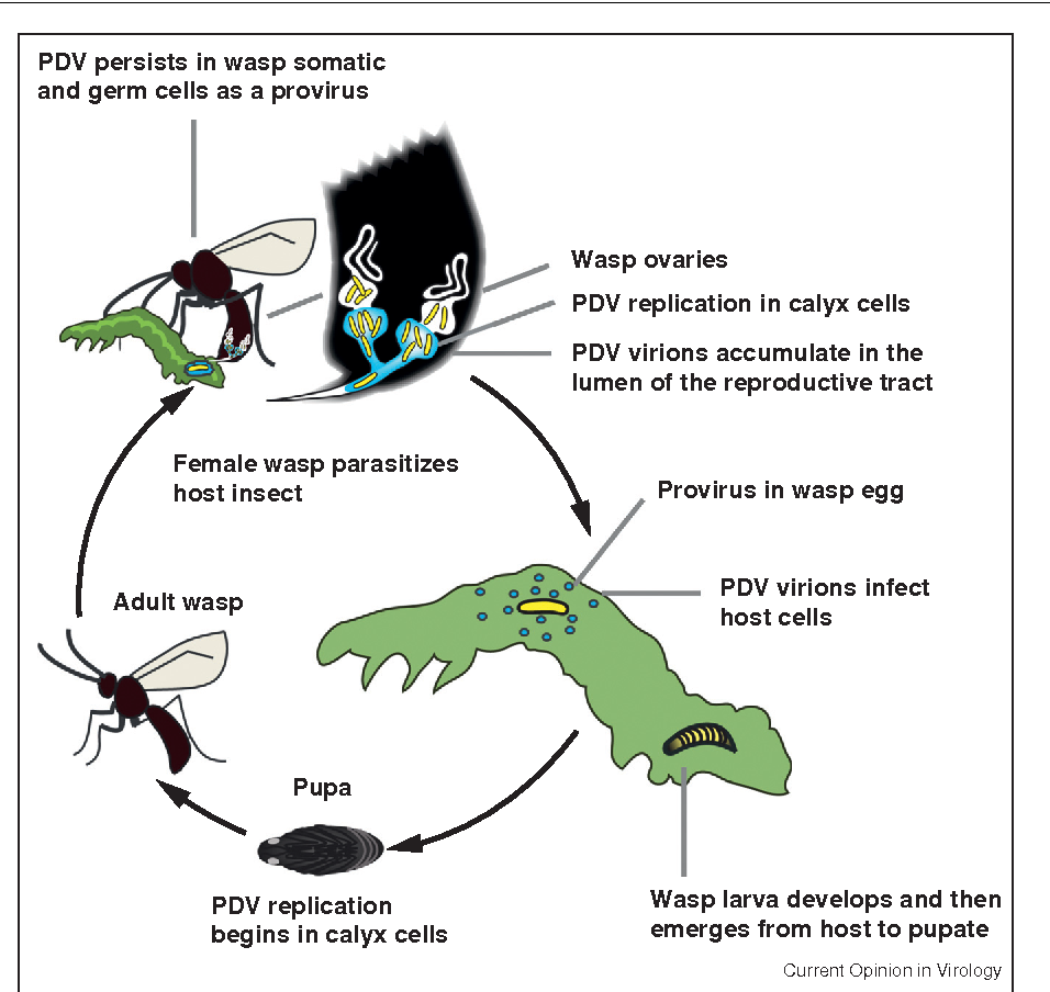 PARASITOID WASP