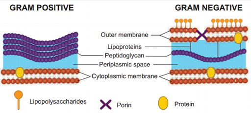 Gram Negative Bacteria Ias Gyan