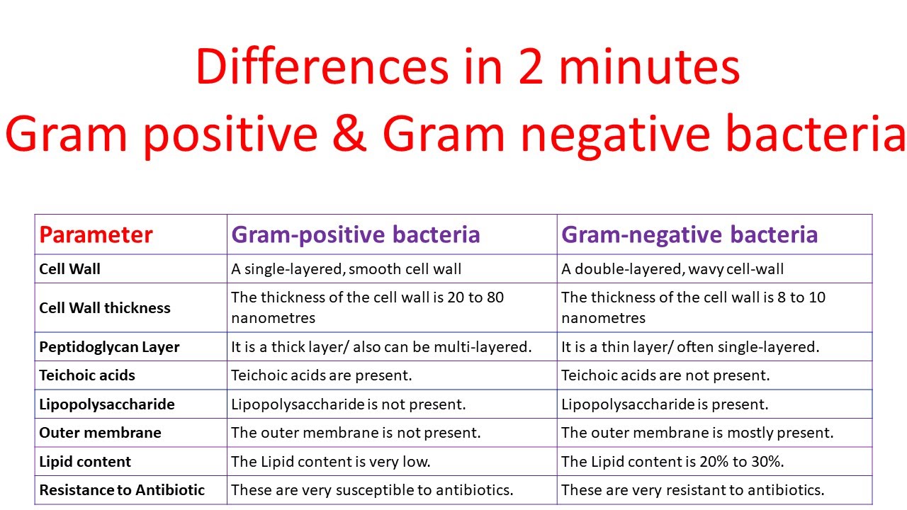 gram-negative-bacteria-ias-gyan