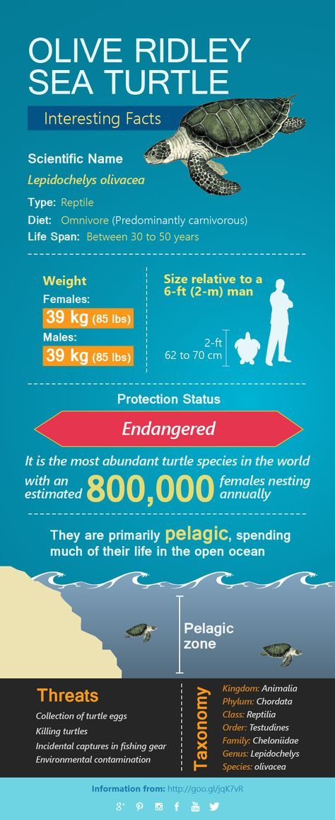 Olive ridley sea turtles