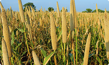 MILLET | IAS GYAN