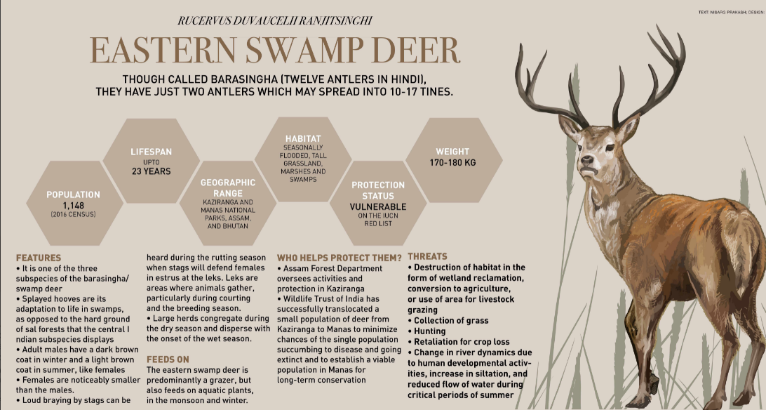 eastern-swamp-deer-ias-gyan