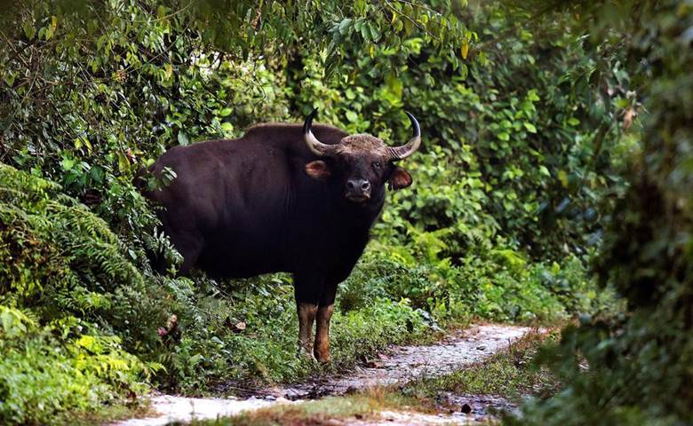 INDIAN BISONS | IAS GYAN