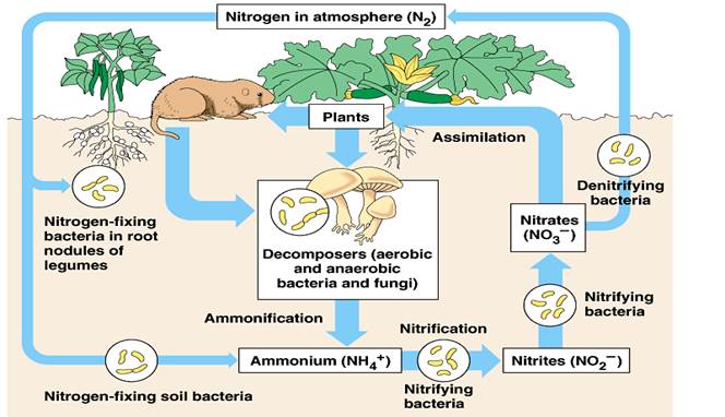 NITROGEN-FIXING PLANTS | IAS GYAN