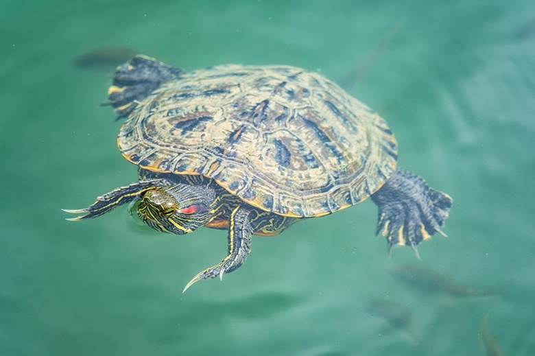 RED-EARED SLIDER TURTLE | IAS GYAN