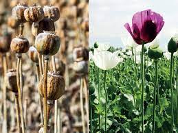 OPIUM PRODUCTION IN INDIA | IAS GYAN