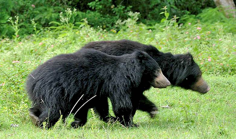 WORLD SLOTH BEAR DAY | IAS GYAN