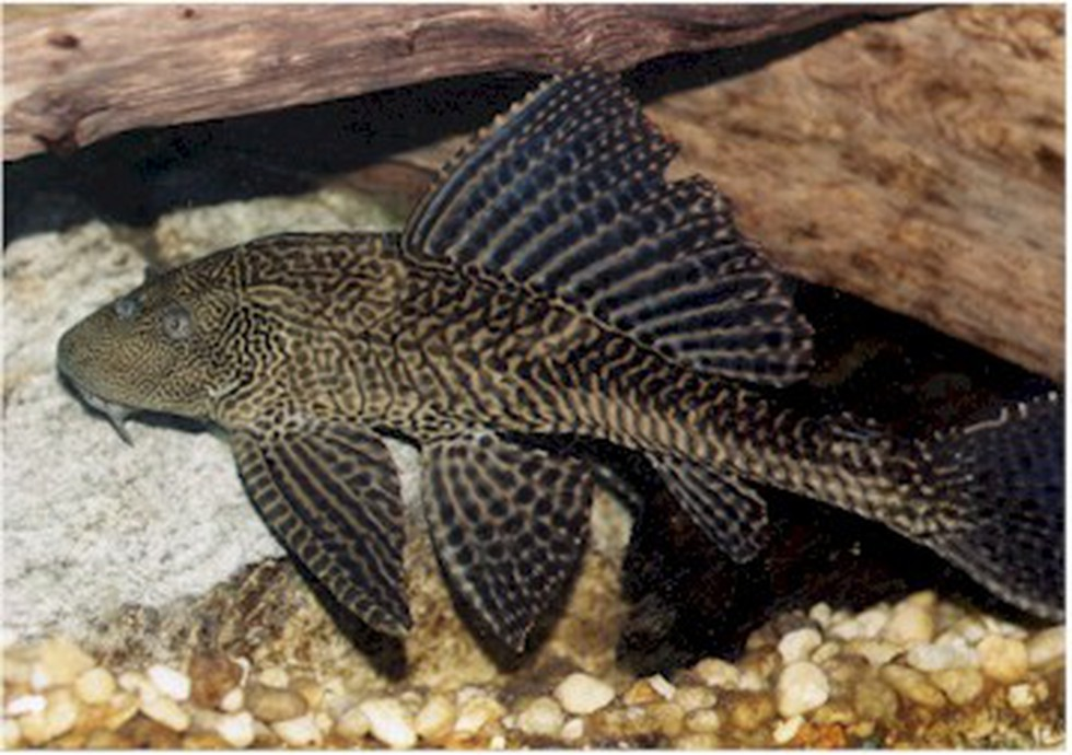 Sailfin catfish | Invasive species | IAS